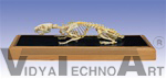 Anatomical Rat skeleton model (Rattus rattus)